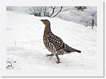 koppelo_female capercailzie * 640 x 451 * (93KB)